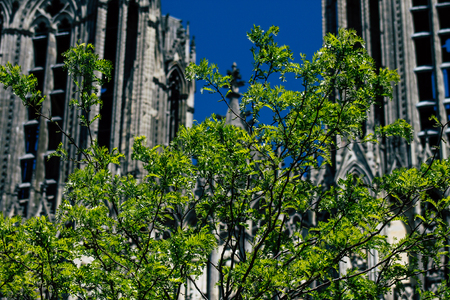 Reims France May 15, 2019 Close up of the leaves of a tree growing on the forecourt of the Notre Dame de Reims Cathedral in the afternoonのeditorial素材