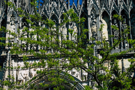 Reims France May 15, 2019 Close up of the leaves of a tree growing on the forecourt of the Notre Dame de Reims Cathedral in the afternoonのeditorial素材