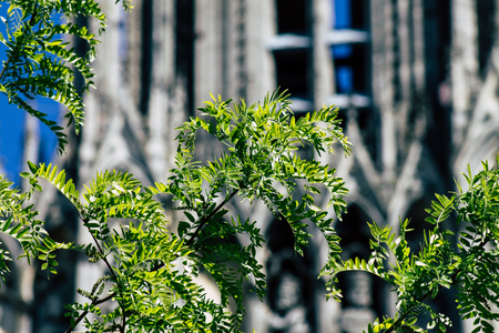 Reims France May 15, 2019 Close up of the leaves of a tree growing on the forecourt of the Notre Dame de Reims Cathedral in the afternoonのeditorial素材