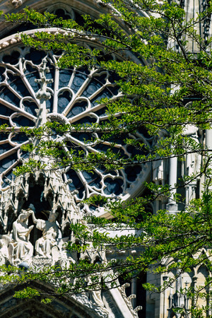 Reims France May 15, 2019 Close up of the leaves of a tree growing on the forecourt of the Notre Dame de Reims Cathedral in the afternoonのeditorial素材