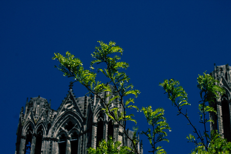 Reims France May 15, 2019 Close up of the leaves of a tree growing on the forecourt of the Notre Dame de Reims Cathedral in the afternoonのeditorial素材