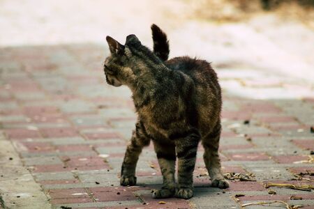 View of abandoned domestic  living in the streets of Tel Aviv in the afternoonの写真素材