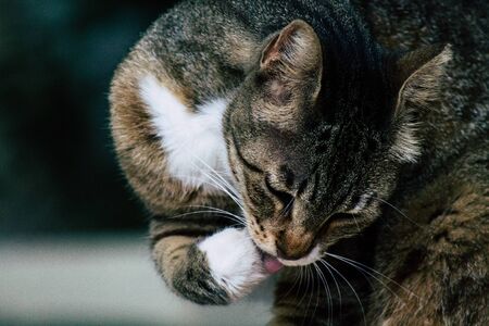 View of abandoned domestic  living in the streets of Tel Aviv in the afternoonの写真素材