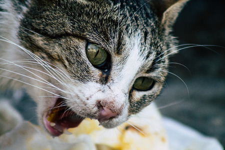 Tel Aviv Israel June 16, 2019 View of abandoned domestic cat living in the streets of Tel Aviv in the afternoonのeditorial素材