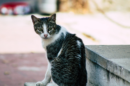 Tel Aviv Israel June 16, 2019 View of abandoned domestic cat living in the streets of Tel Aviv in the afternoonのeditorial素材