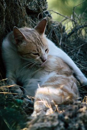 Tel Aviv Israel June 16, 2019 View of abandoned domestic cat living in the streets of Tel Aviv in the afternoonのeditorial素材