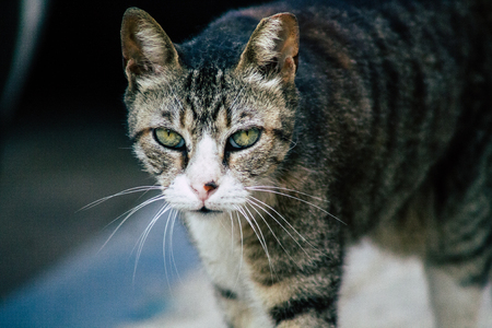 Tel Aviv Israel June 16, 2019 View of abandoned domestic cat living in the streets of Tel Aviv in the afternoonのeditorial素材