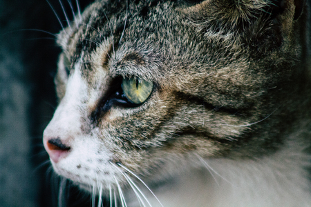 Tel Aviv Israel June 16, 2019 View of abandoned domestic cat living in the streets of Tel Aviv in the afternoonのeditorial素材