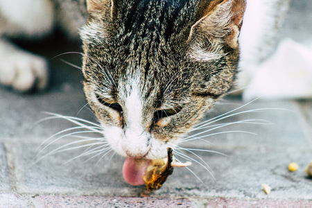 Tel Aviv Israel June 16, 2019 View of abandoned domestic cat living in the streets of Tel Aviv in the afternoonのeditorial素材