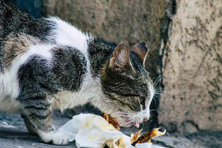 Tel Aviv Israel June 16, 2019 View of abandoned domestic cat living in the streets of Tel Aviv in the afternoonのeditorial素材