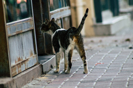 Tel Aviv Israel June 16, 2019 View of abandoned domestic cat living in the streets of Tel Aviv in the afternoonのeditorial素材