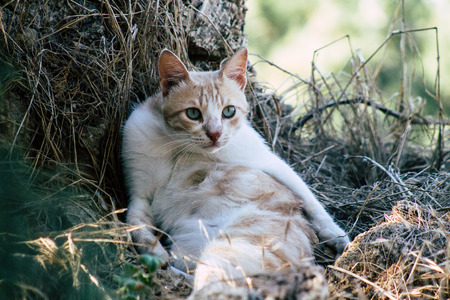 Tel Aviv Israel June 16, 2019 View of abandoned domestic cat living in the streets of Tel Aviv in the afternoonのeditorial素材