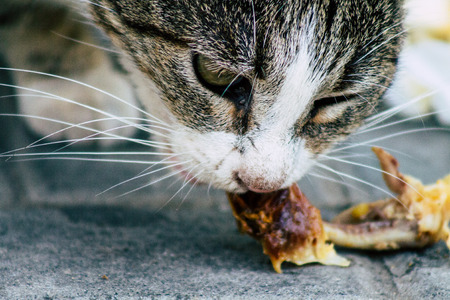Tel Aviv Israel June 16, 2019 View of abandoned domestic cat living in the streets of Tel Aviv in the afternoonのeditorial素材