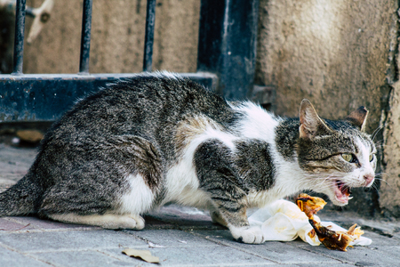 Tel Aviv Israel June 16, 2019 View of abandoned domestic cat living in the streets of Tel Aviv in the afternoonのeditorial素材