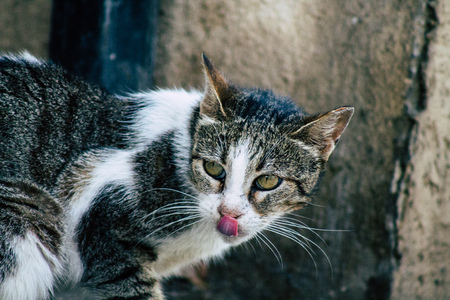 Tel Aviv Israel June 16, 2019 View of abandoned domestic cat living in the streets of Tel Aviv in the afternoonのeditorial素材