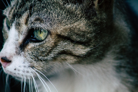 Tel Aviv Israel June 16, 2019 View of abandoned domestic cat living in the streets of Tel Aviv in the afternoonのeditorial素材