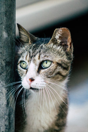 Tel Aviv Israel June 16, 2019 View of abandoned domestic cat living in the streets of Tel Aviv in the afternoonのeditorial素材