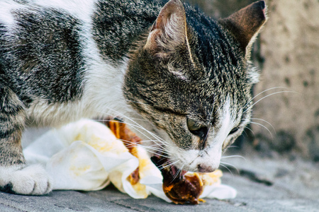 Tel Aviv Israel June 16, 2019 View of abandoned domestic cat living in the streets of Tel Aviv in the afternoonのeditorial素材