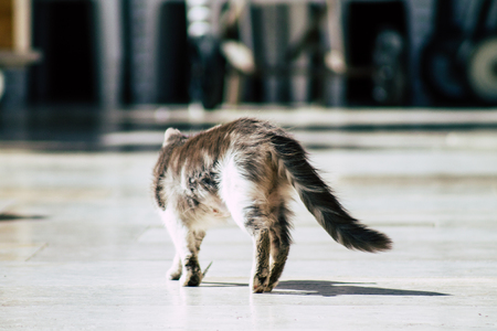 Jerusalem Israel June 19, 2019 View of abandoned domestic cat living at the Wailling wall in the Old city of Jerusalem in the afternoonのeditorial素材