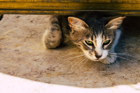 Jerusalem Israel June 19, 2019 View of abandoned domestic cat living at the Wailling wall in the Old city of Jerusalem in the afternoonのeditorial素材