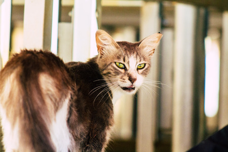 Jerusalem Israel June 19, 2019 View of abandoned domestic cat living at the Wailling wall in the Old city of Jerusalem in the afternoonのeditorial素材
