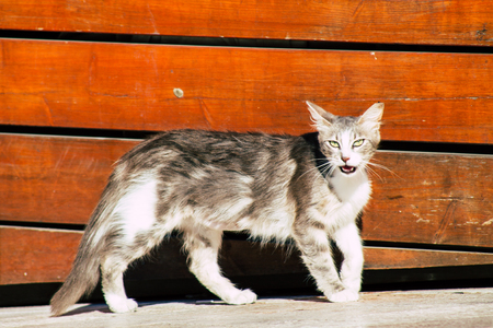 Jerusalem Israel June 19, 2019 View of abandoned domestic cat living at the Wailling wall in the Old city of Jerusalem in the afternoonのeditorial素材