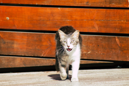 Jerusalem Israel June 19, 2019 View of abandoned domestic cat living at the Wailling wall in the Old city of Jerusalem in the afternoonのeditorial素材