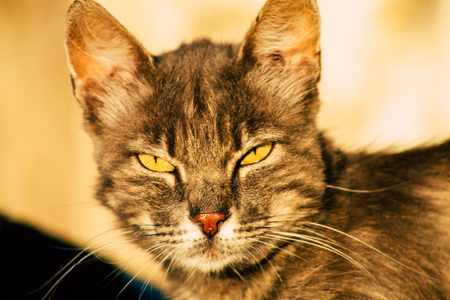 Jerusalem Israel June 19, 2019 View of abandoned domestic cat living in the streets of Jerusalem in the afternoonのeditorial素材