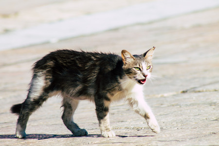 Jerusalem Israel June 19, 2019 View of abandoned domestic cat living at the Wailling wall in the Old city of Jerusalem in the afternoonのeditorial素材
