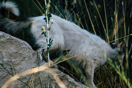 Jerusalem Israel June 19, 2019 View of abandoned domestic cat living in the streets of Jerusalem in the afternoonのeditorial素材