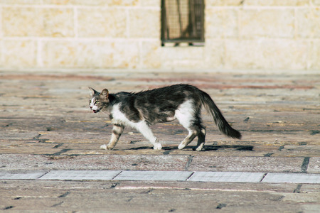 Jerusalem Israel June 19, 2019 View of abandoned domestic cat living at the Wailling wall in the Old city of Jerusalem in the afternoonのeditorial素材