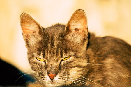 Jerusalem Israel June 19, 2019 View of abandoned domestic cat living in the streets of Jerusalem in the afternoonのeditorial素材