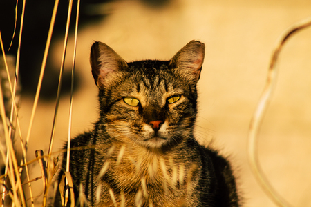 Jerusalem Israel June 19, 2019 View of abandoned domestic cat living in the streets of Jerusalem in the afternoonのeditorial素材
