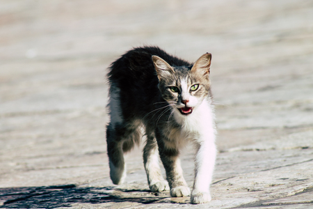 Jerusalem Israel June 19, 2019 View of abandoned domestic cat living at the Wailling wall in the Old city of Jerusalem in the afternoonのeditorial素材