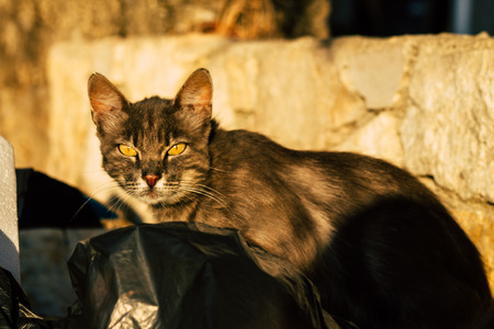 Jerusalem Israel June 19, 2019 View of abandoned domestic cat living in the streets of Jerusalem in the afternoonのeditorial素材