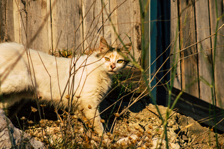 Jerusalem Israel June 19, 2019 View of abandoned domestic cat living in the streets of Jerusalem in the afternoonのeditorial素材