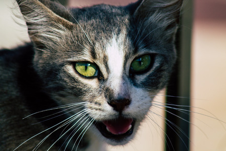 Jerusalem Israel June 19, 2019 View of abandoned domestic cat living at the Wailling wall in the Old city of Jerusalem in the afternoonのeditorial素材