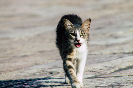Jerusalem Israel June 19, 2019 View of abandoned domestic cat living at the Wailling wall in the Old city of Jerusalem in the afternoonのeditorial素材