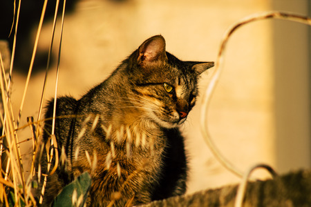 Jerusalem Israel June 19, 2019 View of abandoned domestic cat living in the streets of Jerusalem in the afternoonのeditorial素材