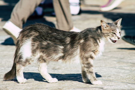 Jerusalem Israel June 19, 2019 View of abandoned domestic cat living at the Wailling wall in the Old city of Jerusalem in the afternoonのeditorial素材