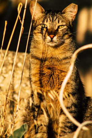 Jerusalem Israel June 19, 2019 View of abandoned domestic cat living in the streets of Jerusalem in the afternoonのeditorial素材