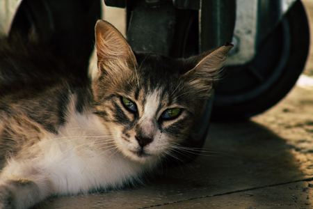 Jerusalem Israel June 19, 2019 View of abandoned domestic cat living at the Wailling wall in the Old city of Jerusalem in the afternoonのeditorial素材