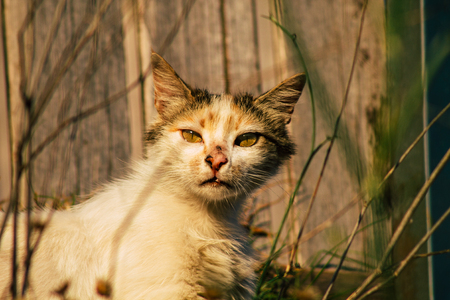 Jerusalem Israel June 19, 2019 View of abandoned domestic cat living in the streets of Jerusalem in the afternoonのeditorial素材