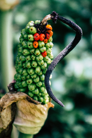 Tel Aviv Yafo Israel June 21, 2019 View of various colorful flowers in the streets of Tel Aviv in the afternoonのeditorial素材
