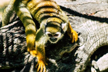 Squirrel monkey are New World monkeys of the genus Saimiri, living in the tropical forests of Central and South America in the canopy layerの写真素材