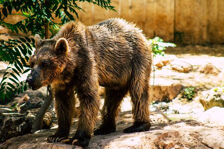 The Syrian brown bear (Ursus arctos syriacus) is a relatively small subspecies of brown bear native to the Middle Eastの写真素材