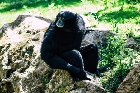 The siamang is an arboreal black furred gibbon native to the forests of south east Asia. The largest of the siamang can be twice the size of other gibbonsの写真素材