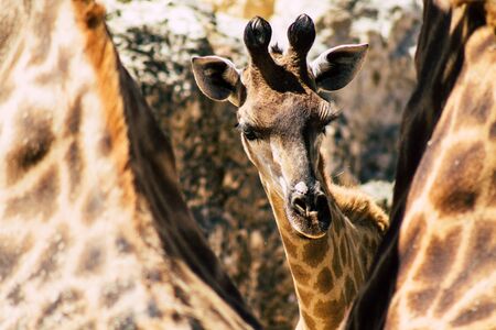 The Angolan giraffe also known as Namibian giraffe, is a subspecies of giraffe that is found in...