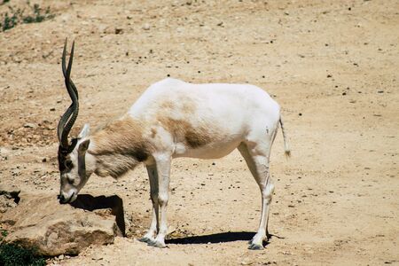 The addax, also known as the white antelope and the screwhorn antelope, is an antelope of the genus Addax, that lives in the Sahara desertの写真素材