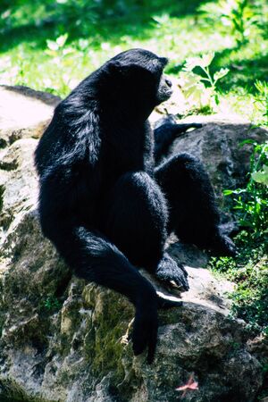The siamang is an arboreal black furred gibbon native to the forests of south east Asia. The largest of the siamang can be twice the size of other gibbonsの写真素材